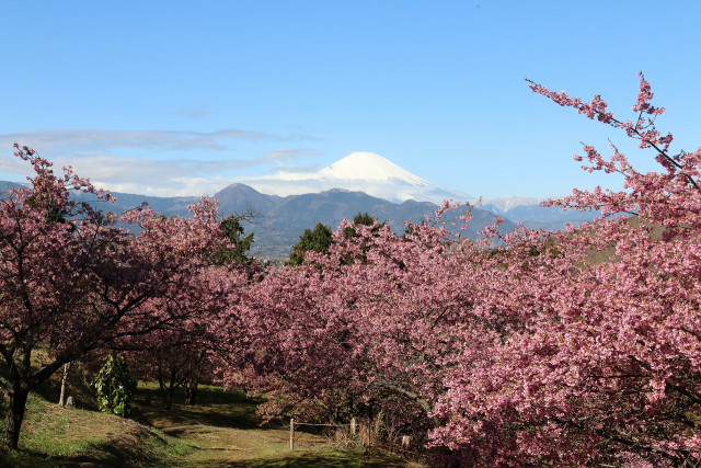 おおいゆめの里　「大井里山花まつり」
